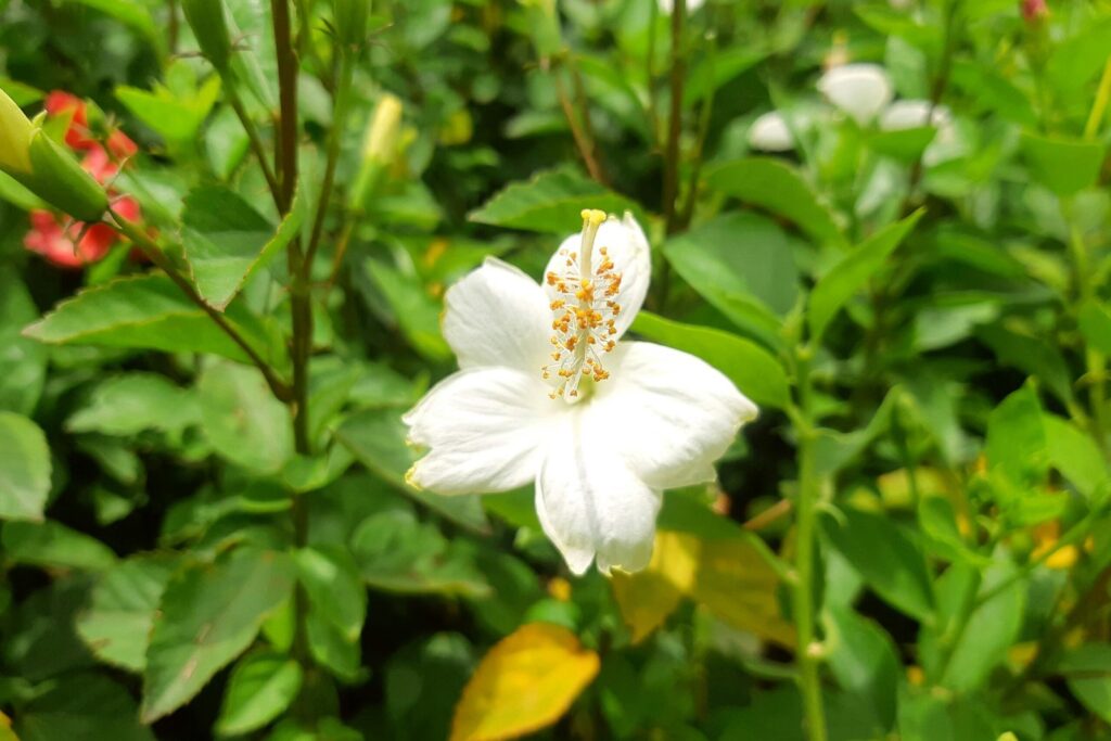 a close up of a white flower in a field