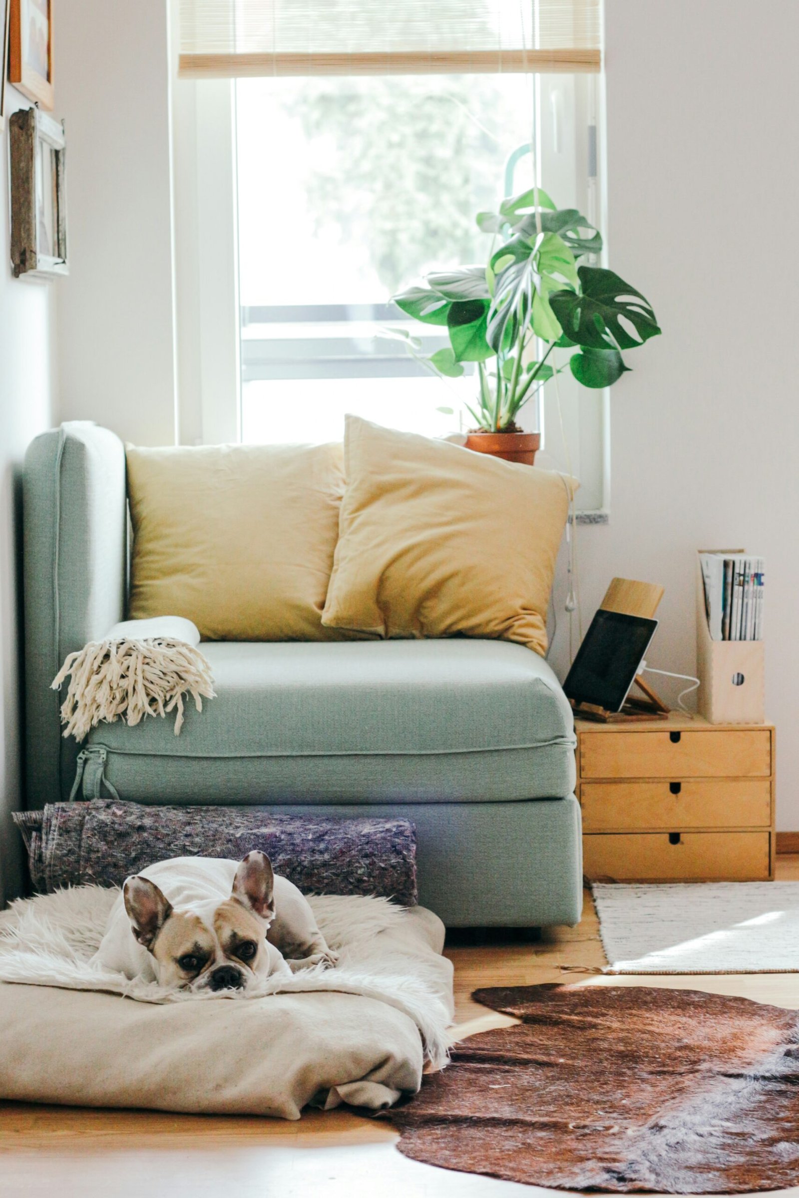 “From Drab to Fab: 5 Beginner-Friendly DIY Tips to Transform Your Home”