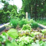 green plants on black metal train rail during daytime